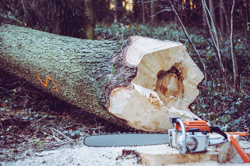 a fell tree in the background with an orange chainsaw in the foreground
