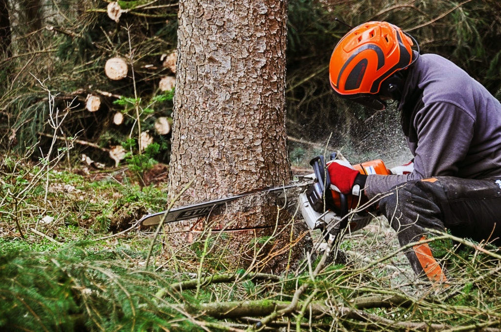 An Arborist wearing PPE and skillfully cutting down a tree at it's base