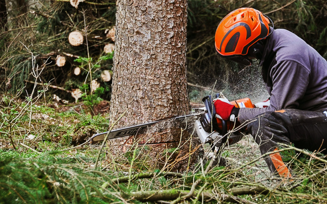 How to Hire a Professional Tree Service