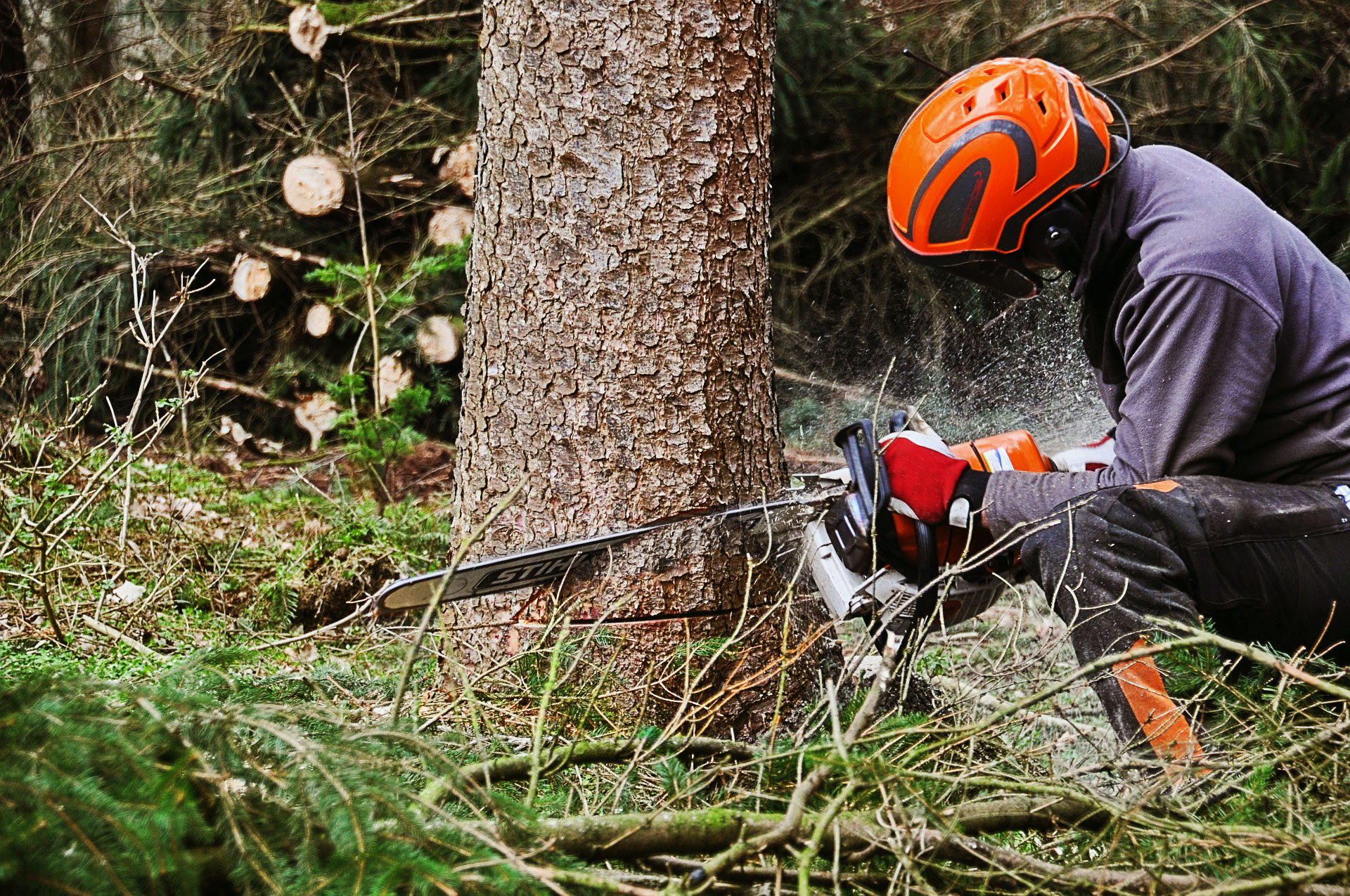 How to Hire a Professional Tree Service - Precision Tree Care & Removal