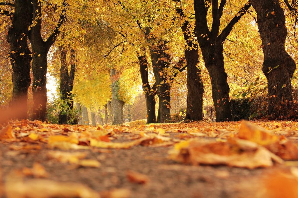 autumn-trees