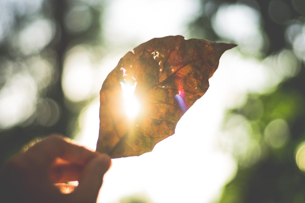 sun shining through a leaf