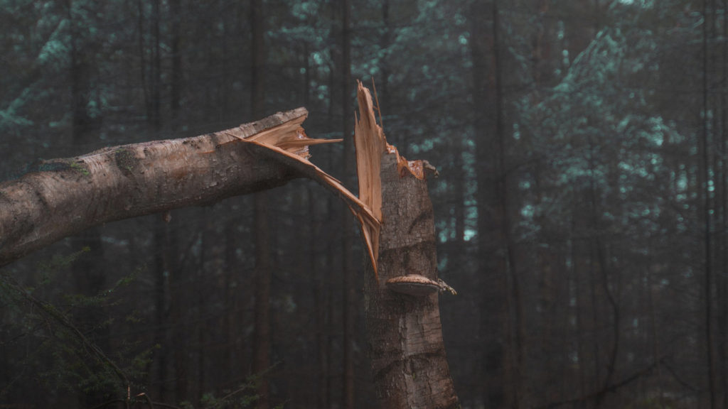 a tree that has been snapped and why it's important to trim trees