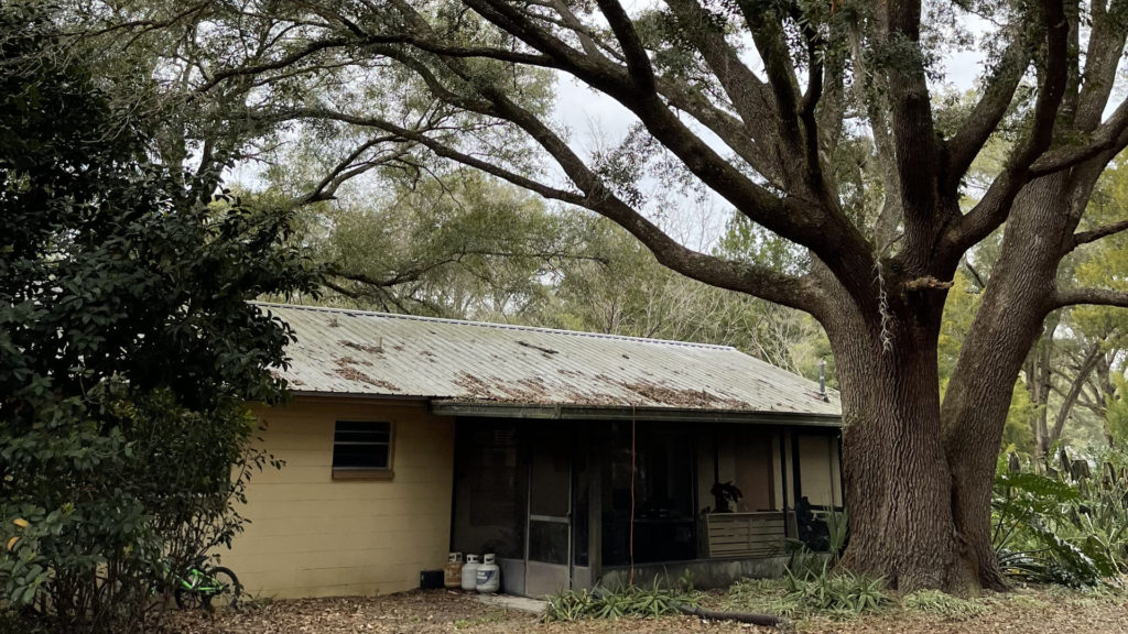 a massive oak tree over a single story house