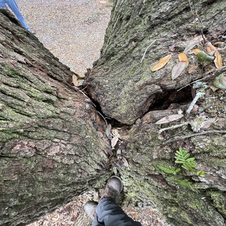 three stems splitting from base of oak tree