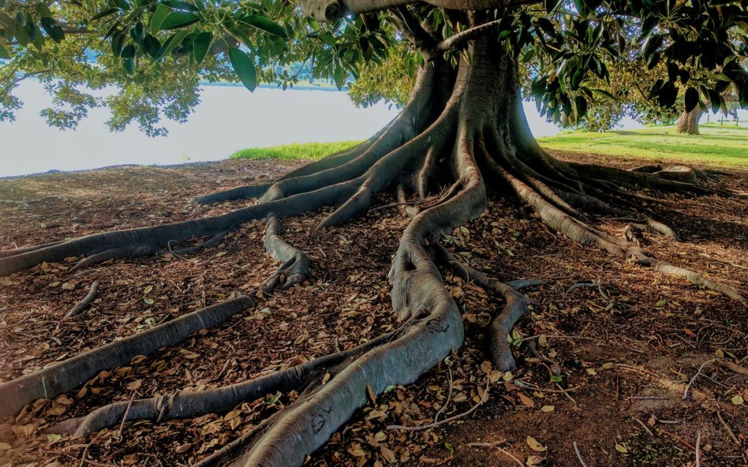 Is My Water Oak Tree Dying?