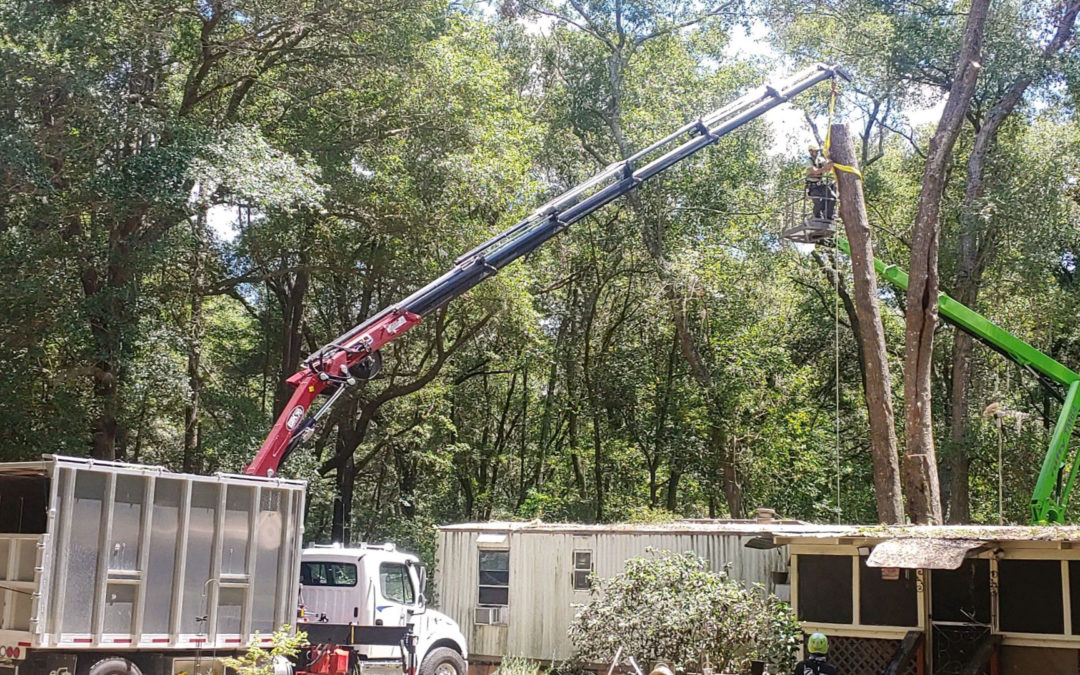 The Future of the Tree Care Industry