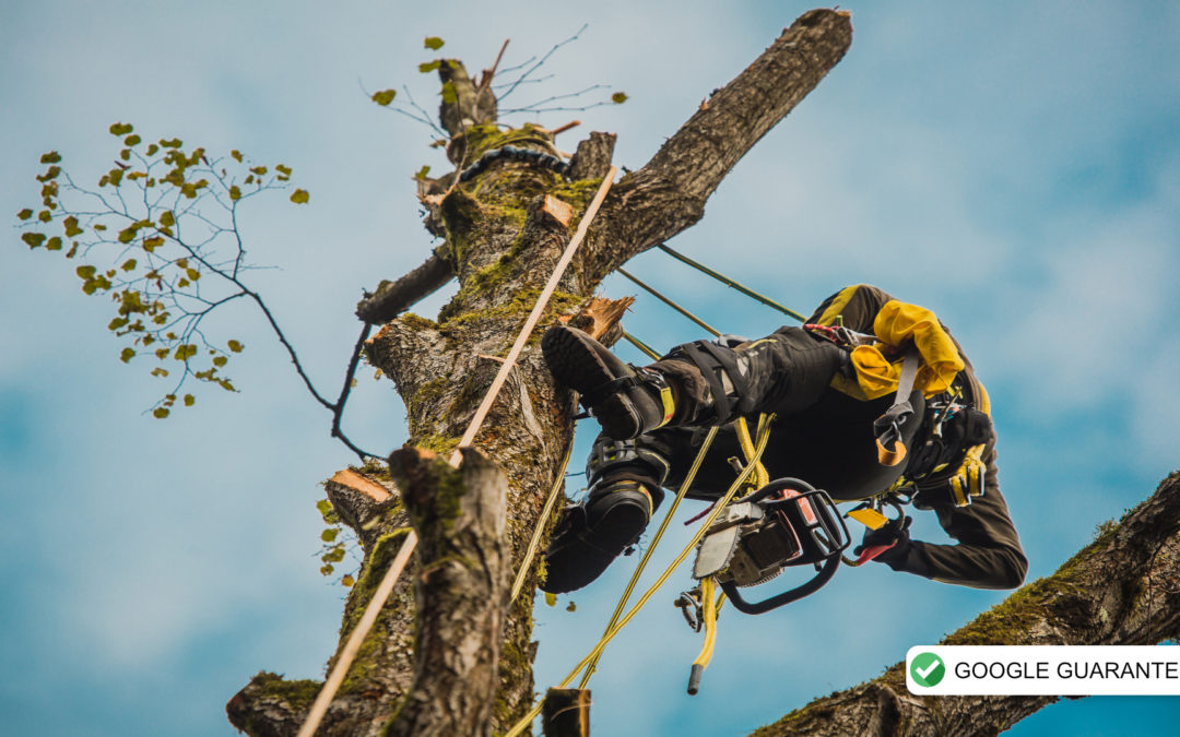 Precision Tree Care Receives Rigorous ‘Google Guaranteed’ Status