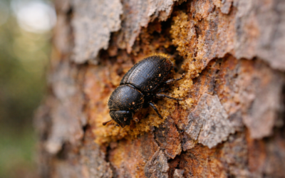 The Silent Killer Threatening NW Florida: Pine Bark Beetles