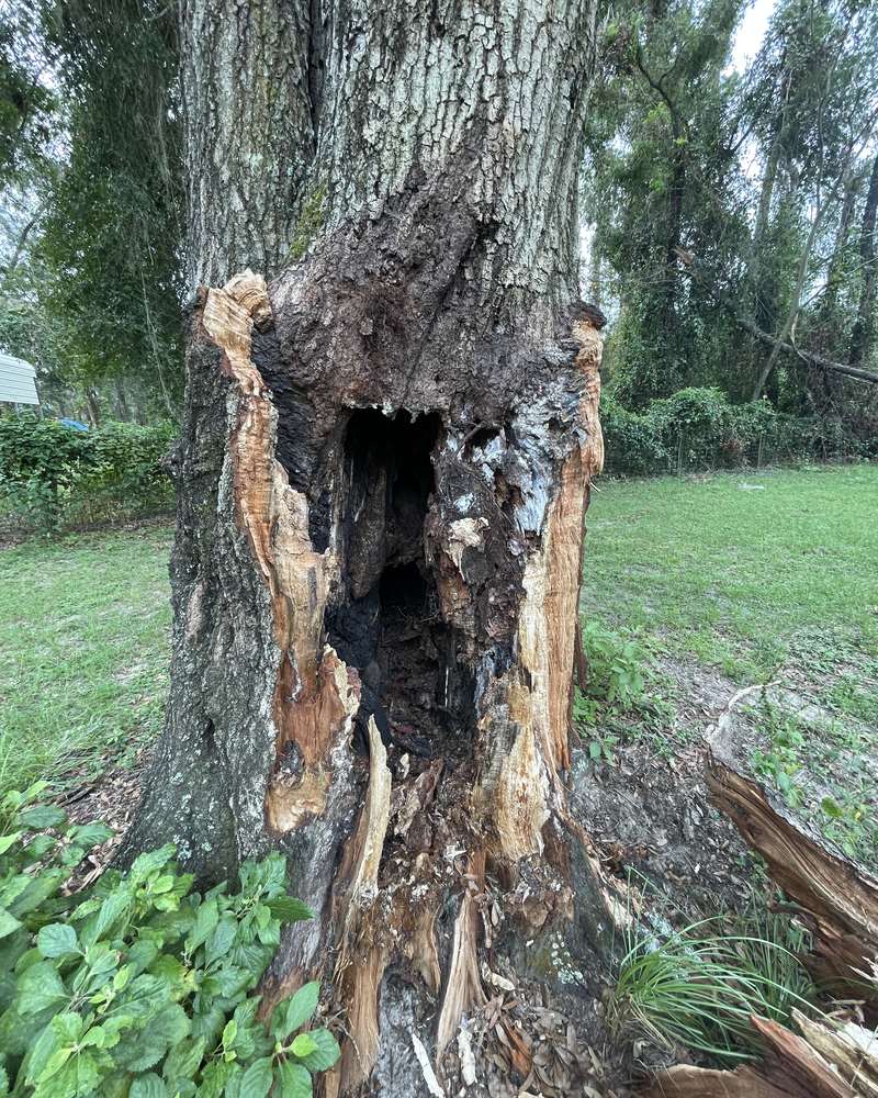 Hollow, decayed trunk at the base of a dead tree in a North Florida yard