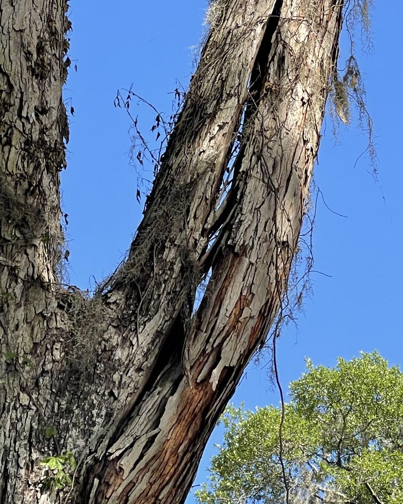 Split trunk with peeling bark on a dead tree, a sign it needs removal soon