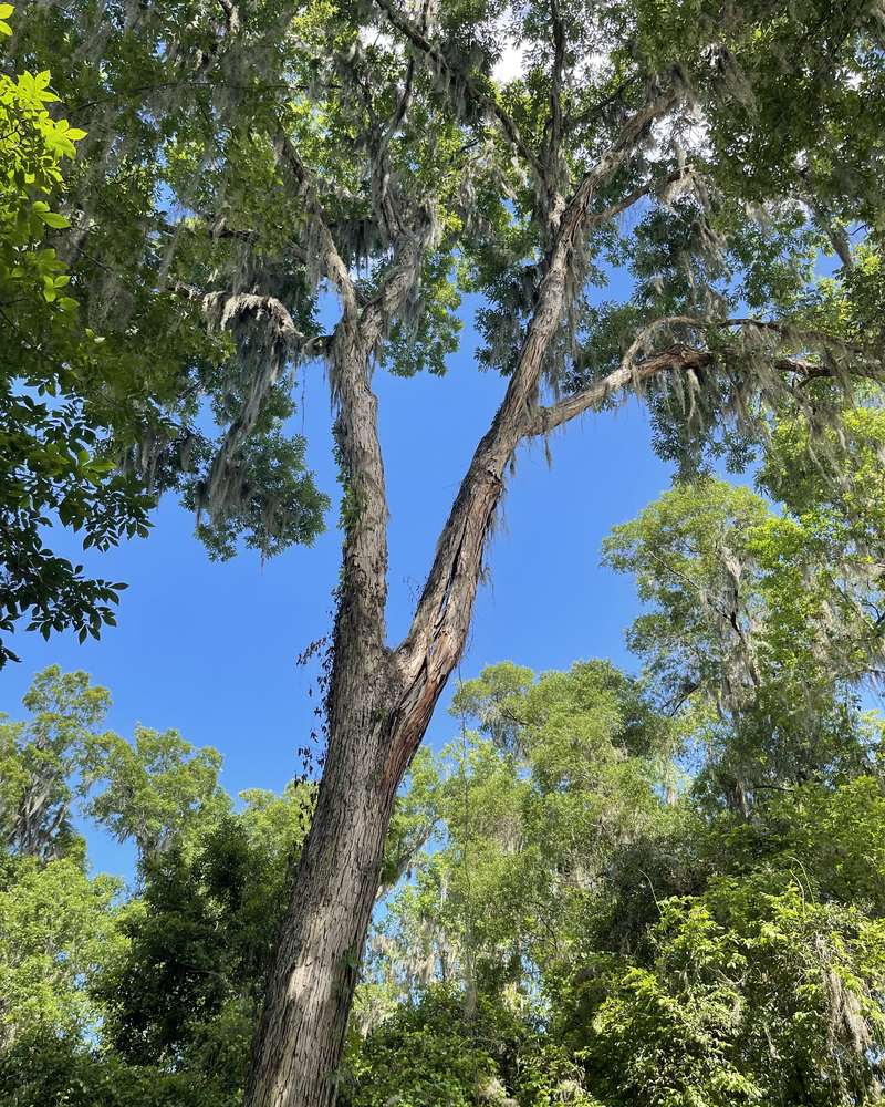 Looking up into the crown and branch unions of a mature North Florida tree