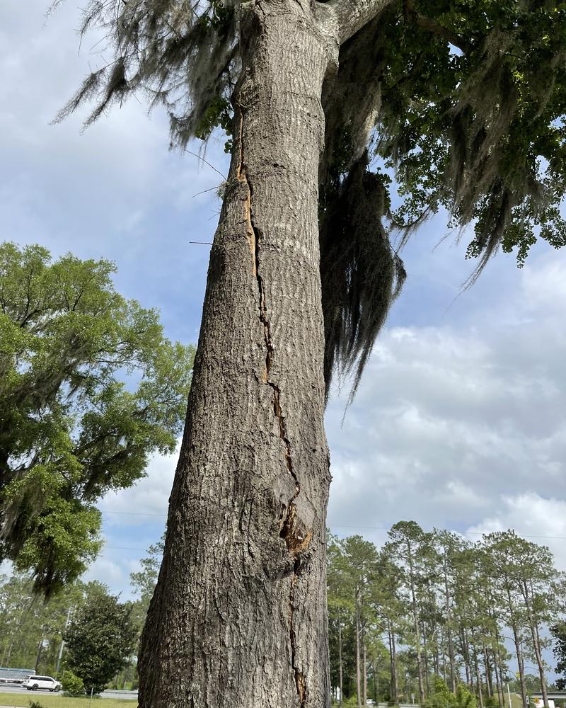 Long vertical crack running up a tree trunk, the kind of defect a tree risk assessment records